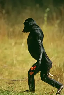 Walking Prints: Bonobo Chimp CMB 542 Pan troglodytes paniscus © Chris Martin Bahr / ARDEA LONDON
