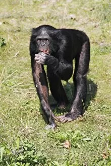 Images Dated 18th September 2008: Bonobo Chimpanzee - male feeding