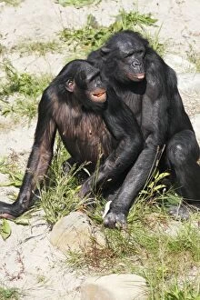 Images Dated 18th September 2008: Bonobo Chimpanzee - pair mating