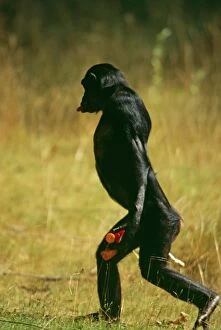 Images Dated 6th October 2009: BONOBO / PYGMY CHIMP - walking upright, carrying vegetables