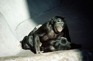 Chimpanzee Gallery: Bonobo / pygmy CHIMPANZEES - Copulating, male on top