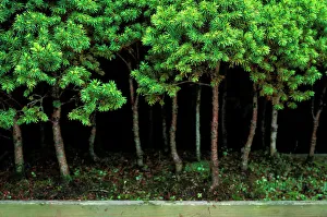 Images Dated 30th April 2007: Bonsai Spruce Forest Trunks - Yose-ue style, 12 to 18 years old