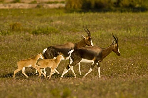 Bontebok Gallery: Bontebok, a rare antelope, at Bushman's