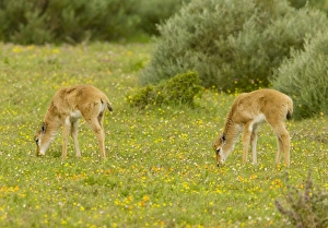 Images Dated 3rd September 2009: Bontebok - young grazing - Postberg, West coast National Park; South Africa