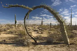 Xerophyte Prints: Boojum trees in the cactus-rich part of the Sonoran desert on the west side of Baja California