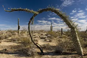 Boojum trees in the desert, Baja California