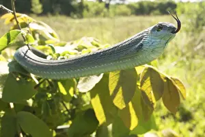 Defence Prints: Boomslang - adult in defensive display - Tanzania - Africa
