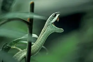 Dangerous Prints: Boomslang Snake Showing fangs Chobe, Botswana, Africa