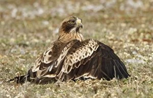 Images Dated 29th April 2012: Booted Eagle