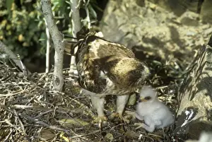 Booted Eagle - Adult with chick at nest