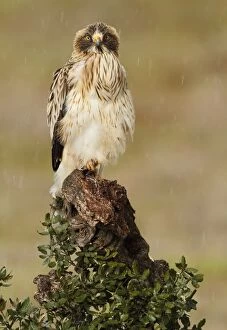 Images Dated 29th April 2012: Booted Eagle - adult in rain (white phase)