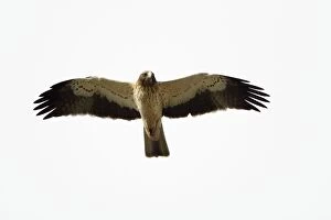 Images Dated 5th April 2009: Booted Eagle - in flight - Alentejo - Portugal