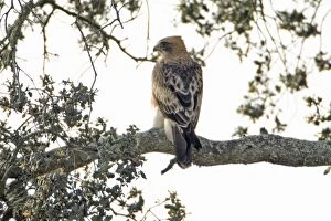 Booted Eagle - pale version, resting in cork oak