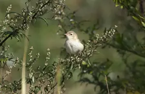 Booted Warbler Vagrant in Norfolk UK
