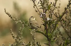 Booted Warbler Vagrant in Norfolk UK