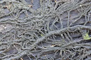 Decay Prints: Bootlaces of Honey Fungus