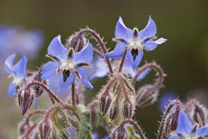 Borage (Borago officinalis) in flower. South European species, naturalised in UK