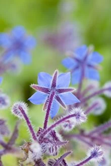 Images Dated 24th June 2012: Borage - summer - UK