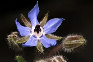 Images Dated 2nd November 2005: Borago laxiflora - flower Vaucluse, PACA, France