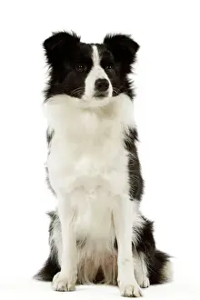 Collie Prints: Border Collie