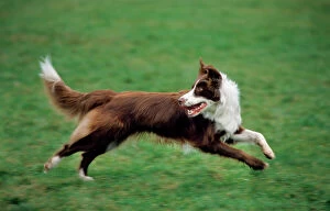 In Field Collection: Border Collie brown running in garden looking backwards