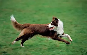 Sheepdog Prints: Border Collie brown running in garden looking backwards