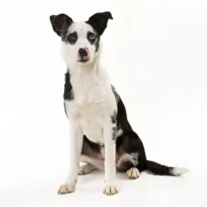 Border Collie Cross Dog - Mongrel