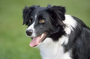 Images Dated 25th February 2009: Border Collie Dog