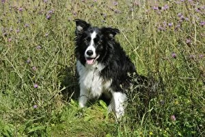 Images Dated 8th August 2009: Border Collie Dog