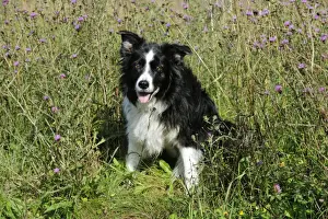 Border Collie Dog