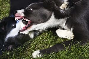 Images Dated 18th October 2009: Border collie dog