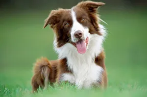 Temperature Control Collection: Border Collie Dog