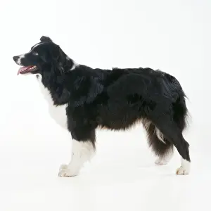 Border Collie Dog