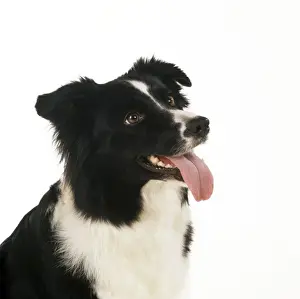 Border Collie Dog