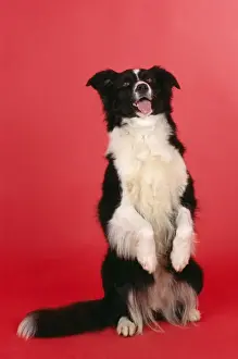 Anthropomorphic Prints: Border Collie Dog Begging