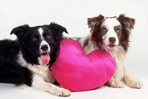 Herd Breeds Collection: Border Collie Dog - two with heart cushion