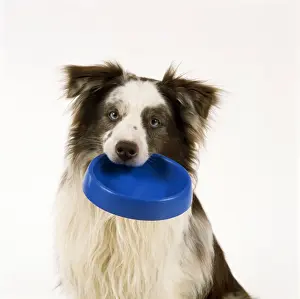 In Mouth Prints: Border Collie Dog - holding a bowl in it's mouth