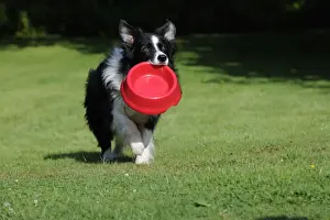 With Bowl Prints: Border Collie Dog - holding bowl outside
