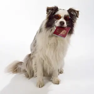 Border Collie Dog - holding passport & wearing sunglasses