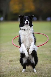 Images Dated 17th October 2009: Border collie Dog - hoola hooping