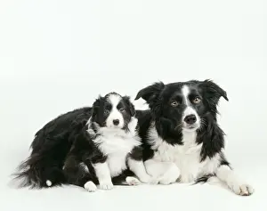 Collie Prints: Border Collie Dog JD 13213 With puppy © John Daniels / ARDEA LONDON
