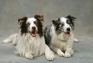 Odd Eyes Prints: Border Collie Dog JD 15794 x 2 studio shot © John Daniels / ARDEA LONDON