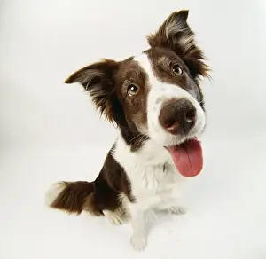 Fish Eye Prints: Border Collie Dog JD 9154 © John Daniels / ARDEA LONDON