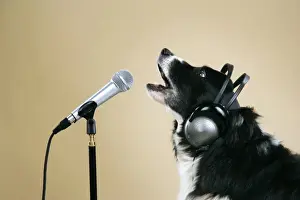 Singing Prints: Border Collie Dog - with microphone & head phones