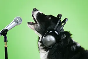 Funny Prints: Border Collie Dog - with microphone & head phones Digital Manipulation: colour background to green