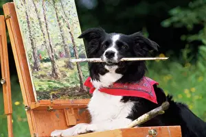 Collie Prints: Border Collie Dog - at painting easel