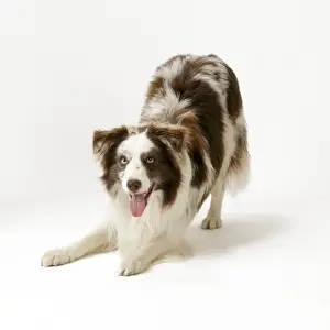 Stance Prints: Border Collie Dog - play bow
