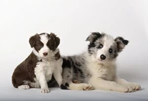 Images Dated 19th February 2008: Border Collie Dog - puppies