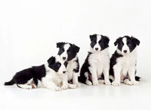 Images Dated 18th February 2009: Border Collie Dog - puppies