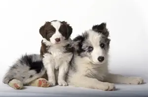 Border Collie Dog - puppies